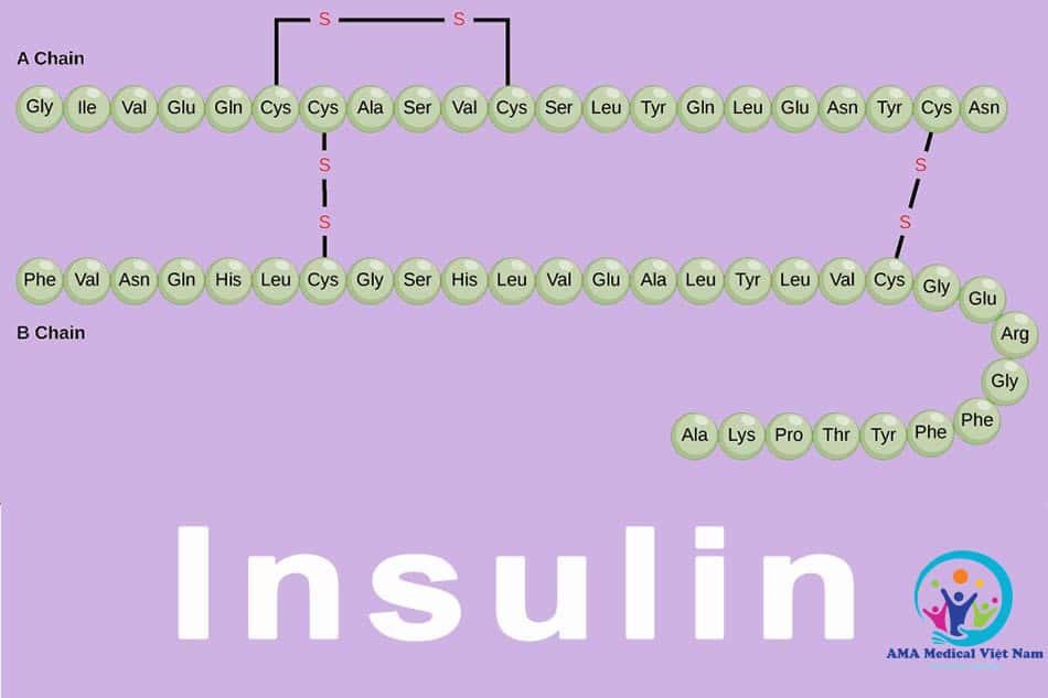 Đái tháo đường có liên quan tới sự dung nạp insulin