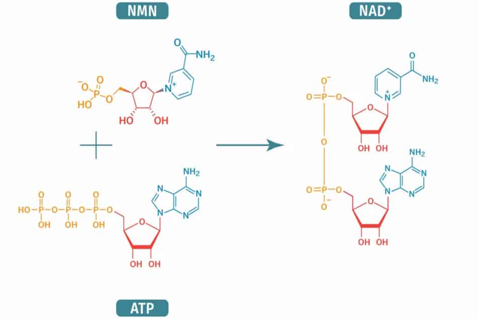 NMN - Tiền chất tạo nên NAD+
