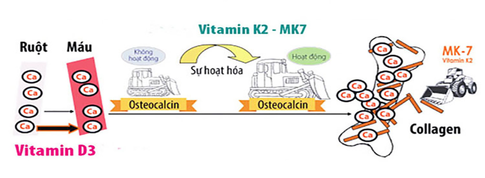 Vitamin D3 và K2 tăng cường hấp thu canxi vào xương